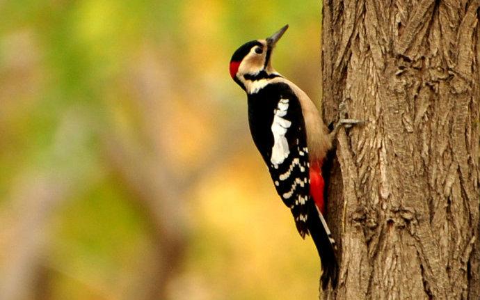 啄木鸟，你在哪里