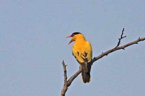 初次离开妈妈的黄鹂鸟
