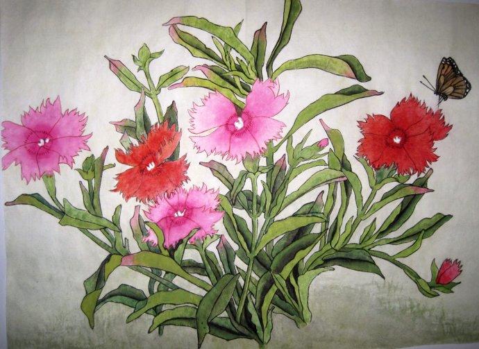 石竹花