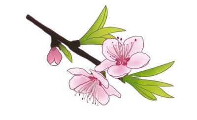 一朵不结果的桃花