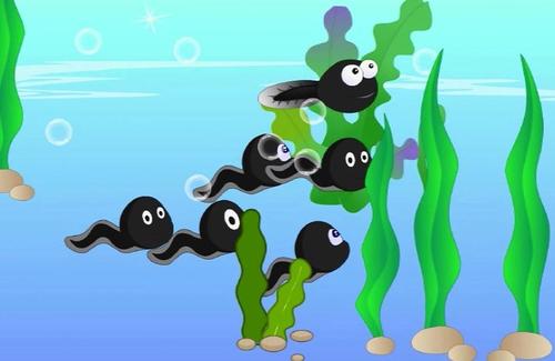 水洼里有个小怪物