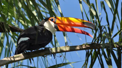 红嘴鸟的缝衣店