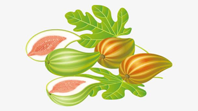 无花果和枯叶蝶的故事