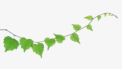 常春藤妈妈和她的孩子