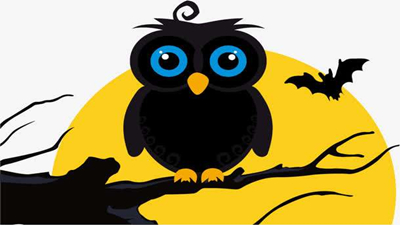 长大的小猫头鹰