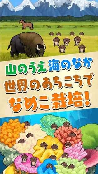 滑子菇栽培套装