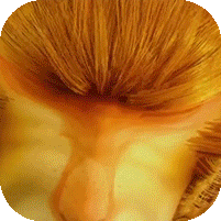 横扫天下之万年强者红包版