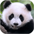 熊猫模拟器