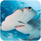 锤头鲨模拟器3d无限金币版