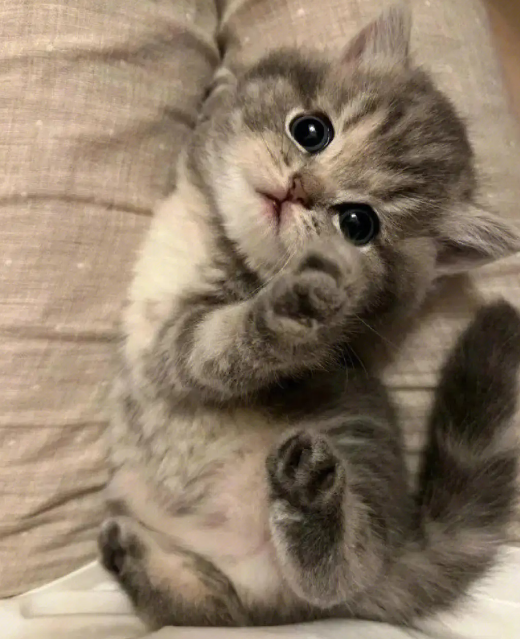 胖宝宝胖宝宝哈基米哈基米是什么意思 胖宝宝哈基米梗介绍