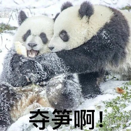 夺笋是什么意思 夺笋的梗