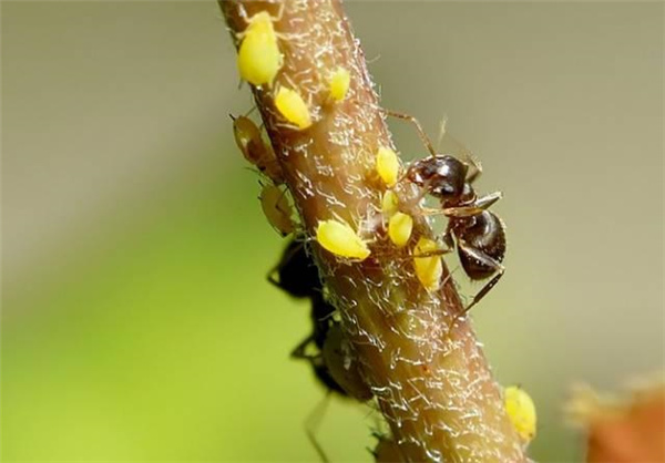 小小蚁国国际服(The Ants)